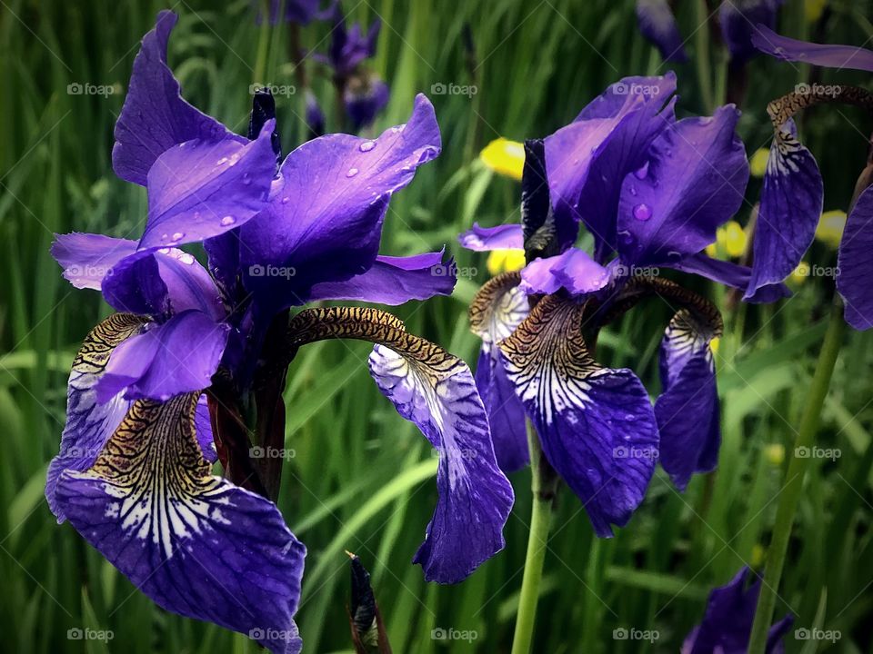 Tiger stripe iris