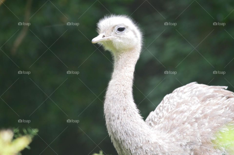 An image of pure freedom: wild animals in their natural habitat, moving instinctively in harmony with untouched nature.