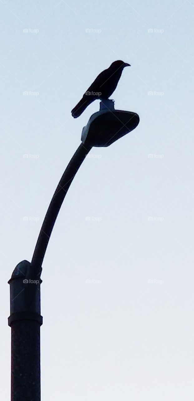 my crow's silhouette