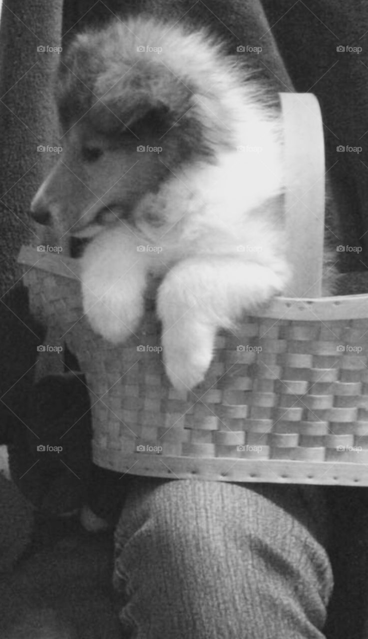Collie puppy in a basket 
