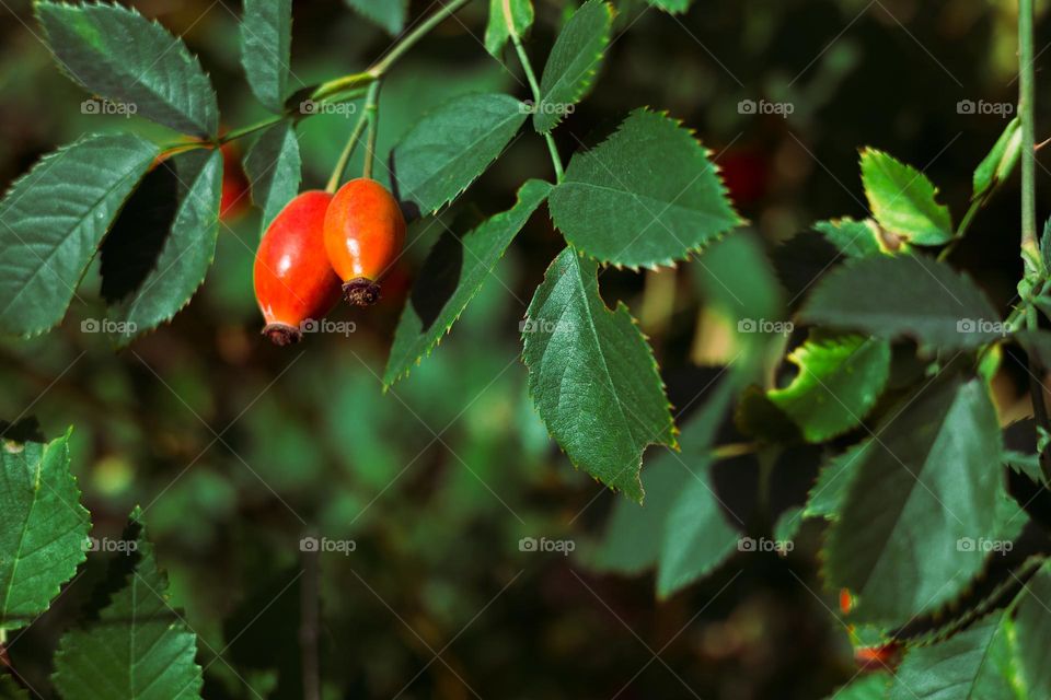 dogrose berry branches. Autumn nature background close up .