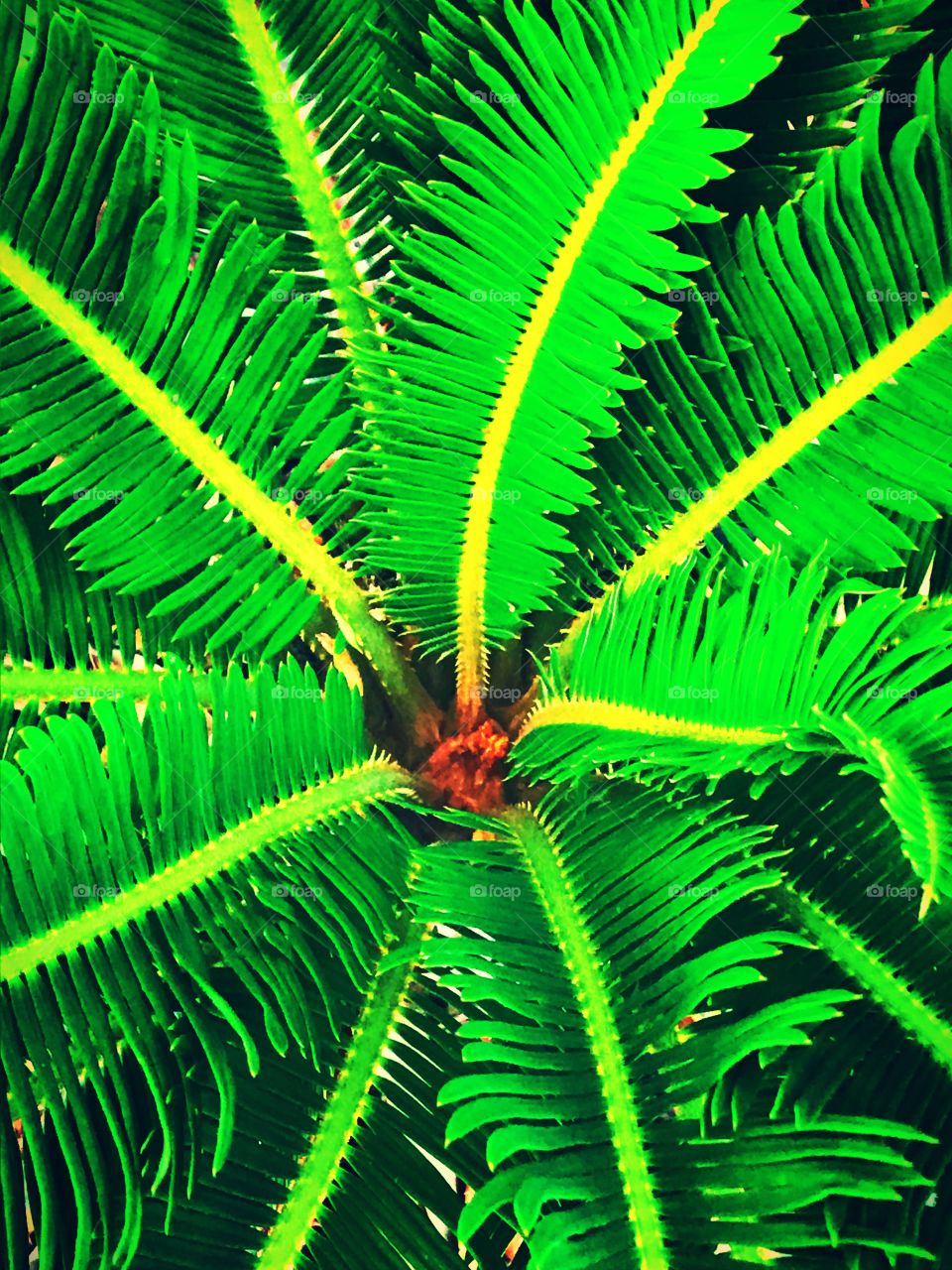 Patterned Vibrant green palm tree