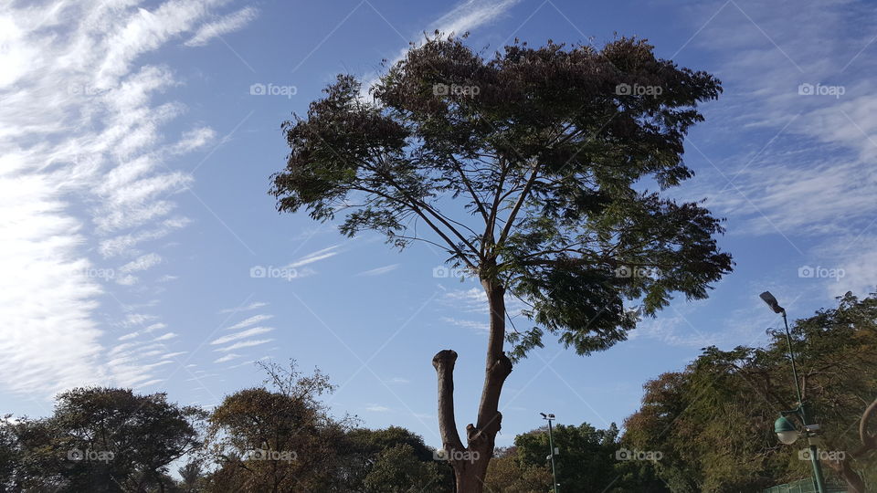 A Tree And The Sky