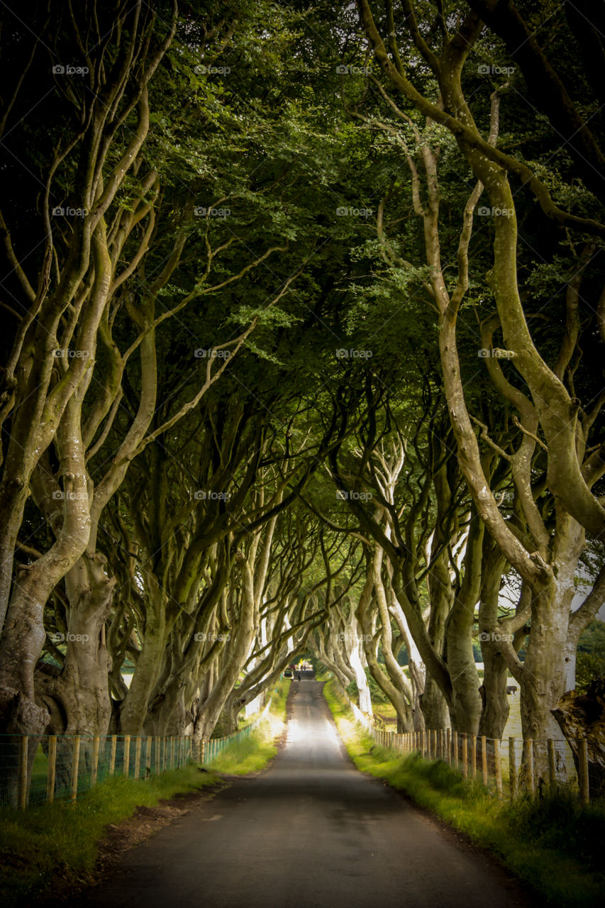 The dark hedges