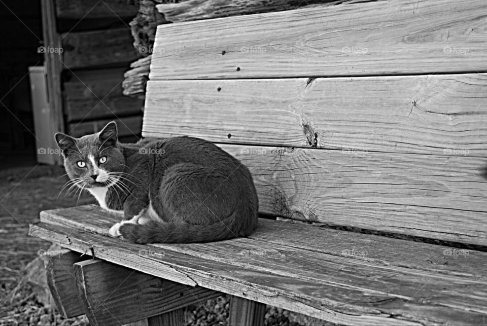 Barn cat