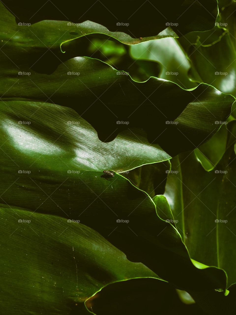 Fly sitting on a beautiful big tropical leaf, here in Brazil. Beautiful insect and  green tones.