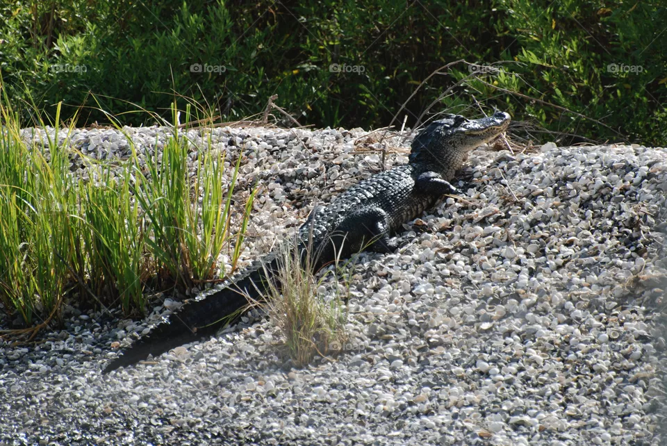 Alligator