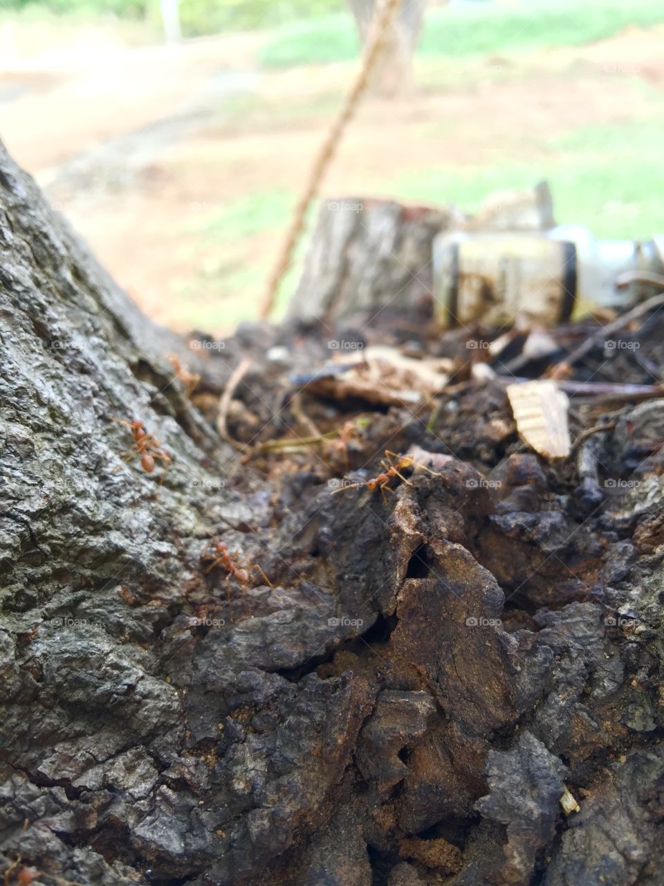 Very nice natural and very nice animals 