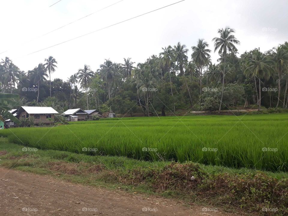 Ricefield in the Philippines. That's my own ricefield.