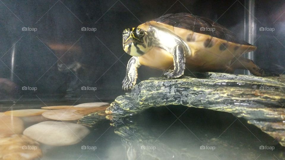 Turtle