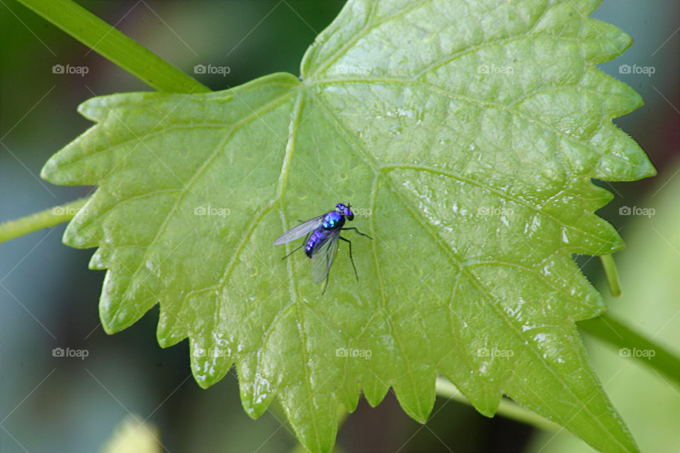 Blue fly on leaf