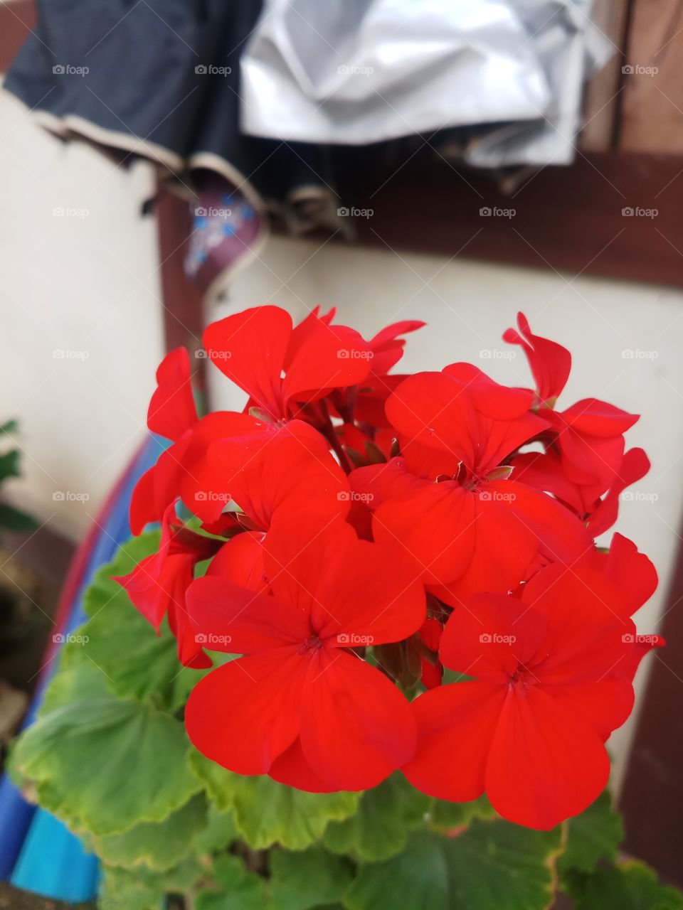 flower found in Bhutan