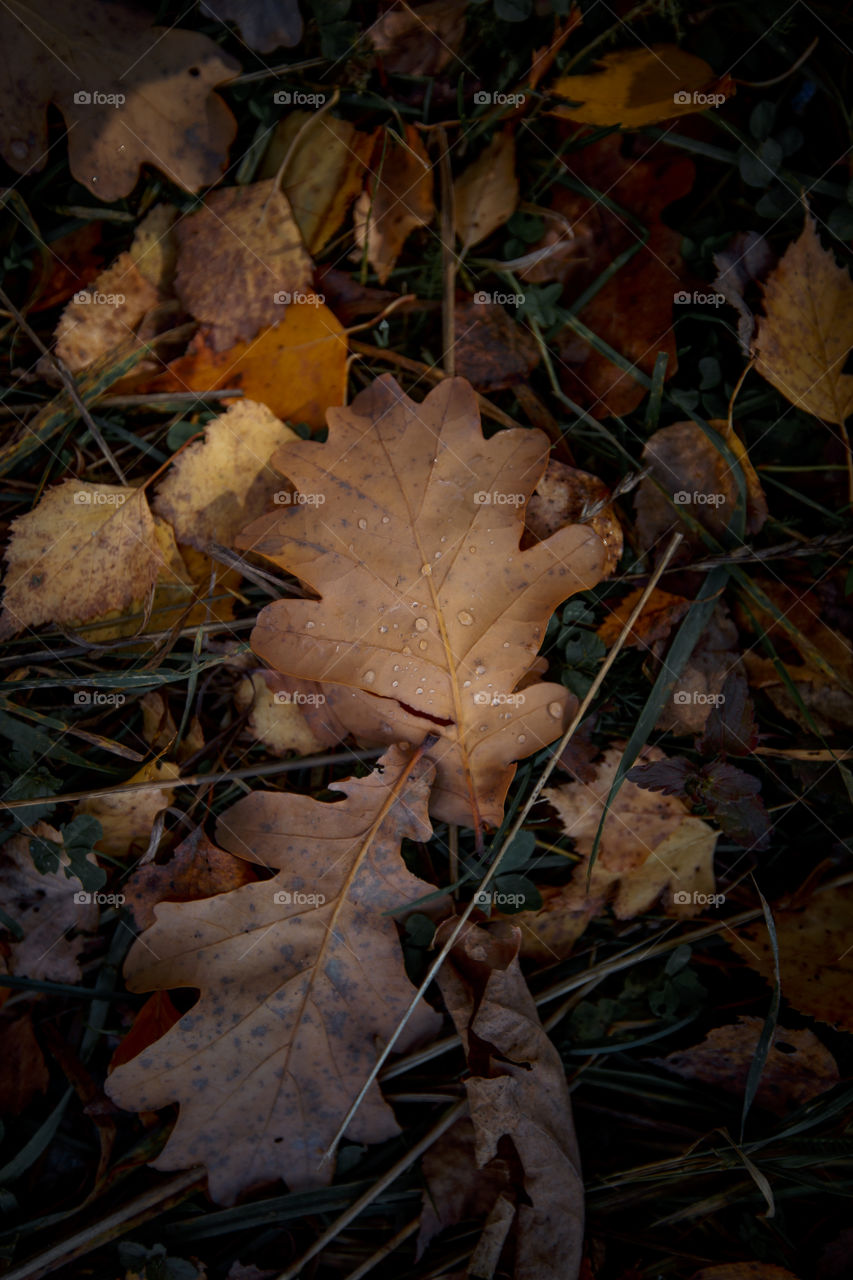 Autumn leaves cover background 