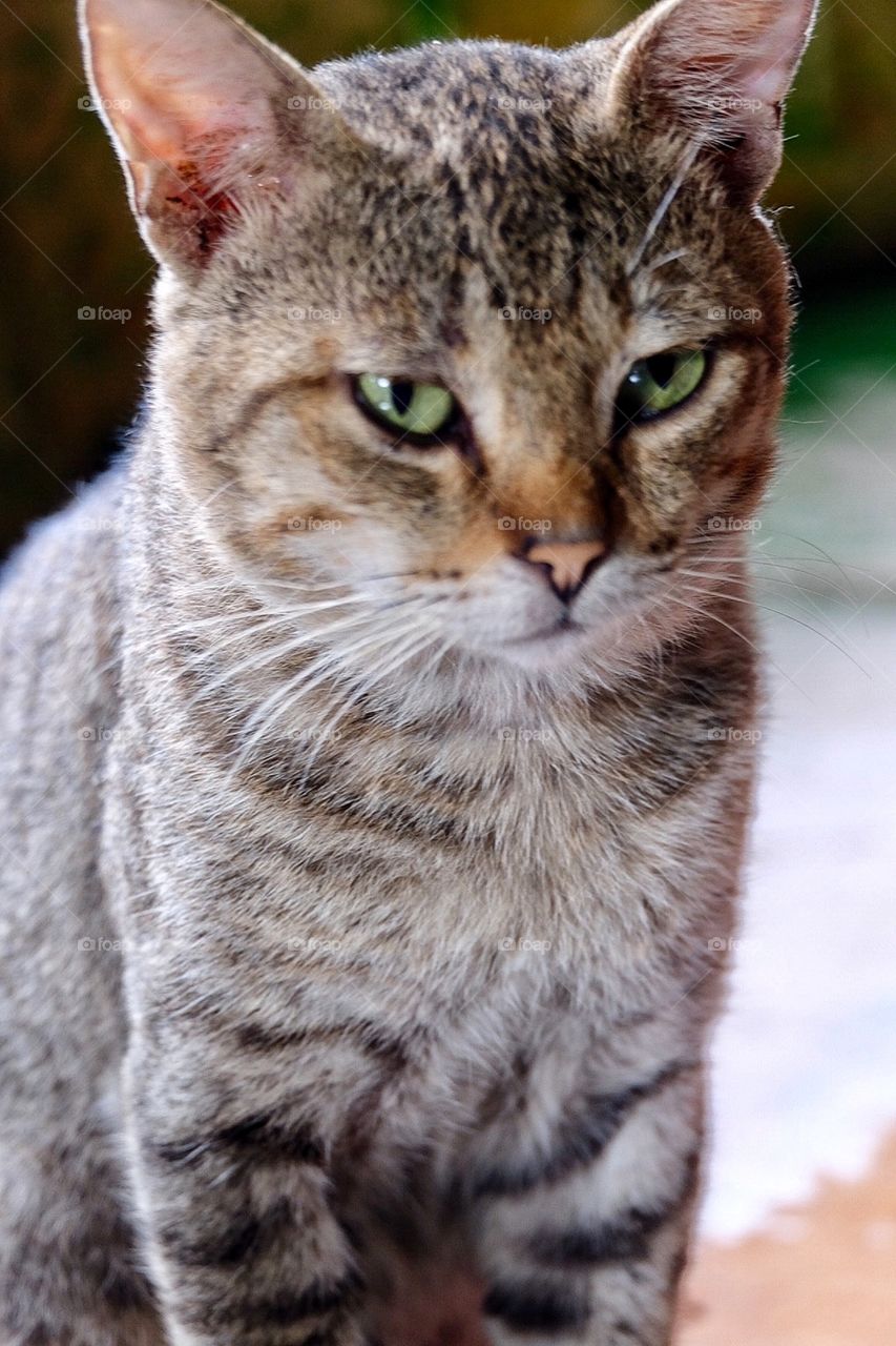 Domestic cat in Philippines 🇵🇭