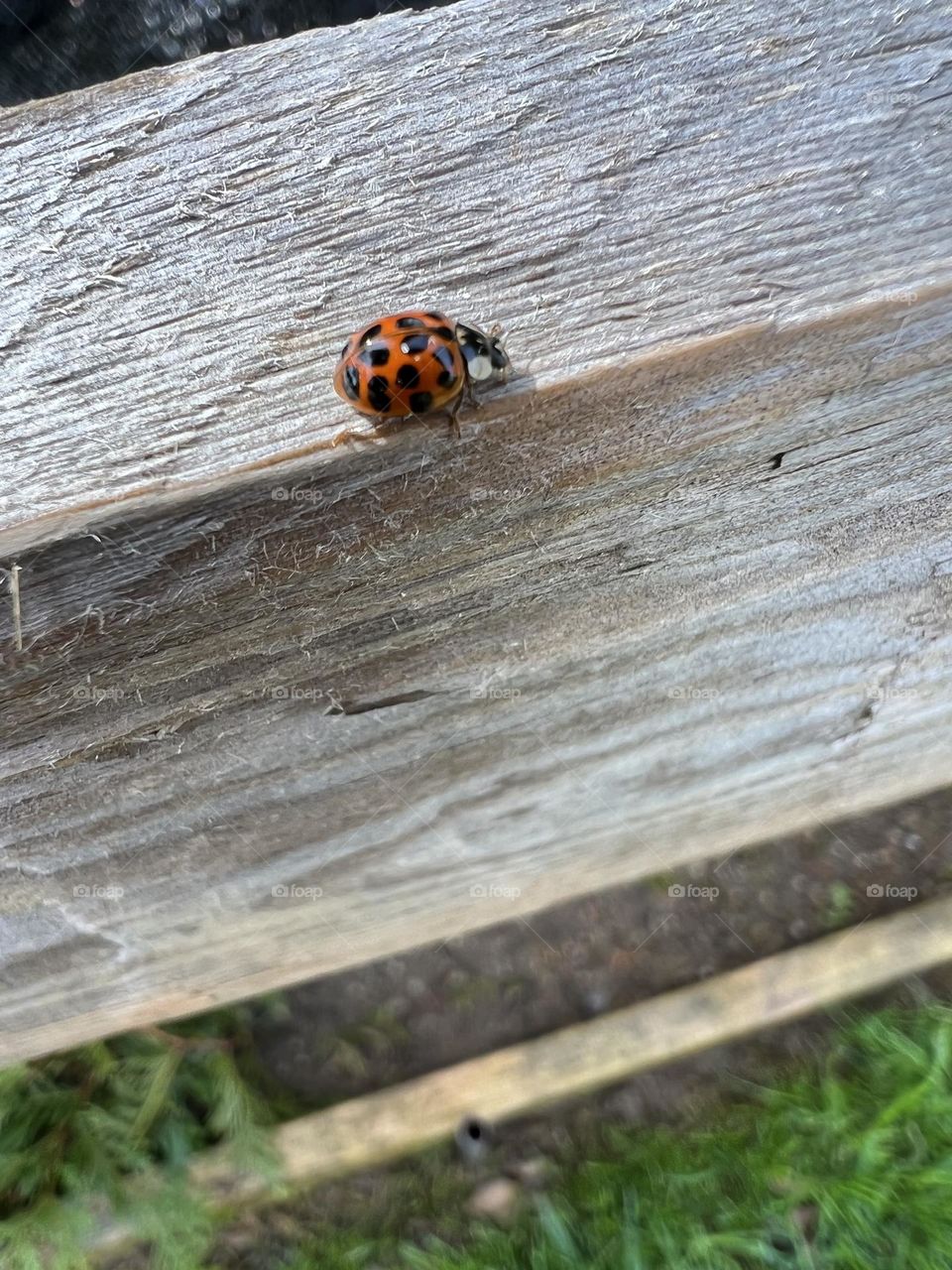 Lady bug 
