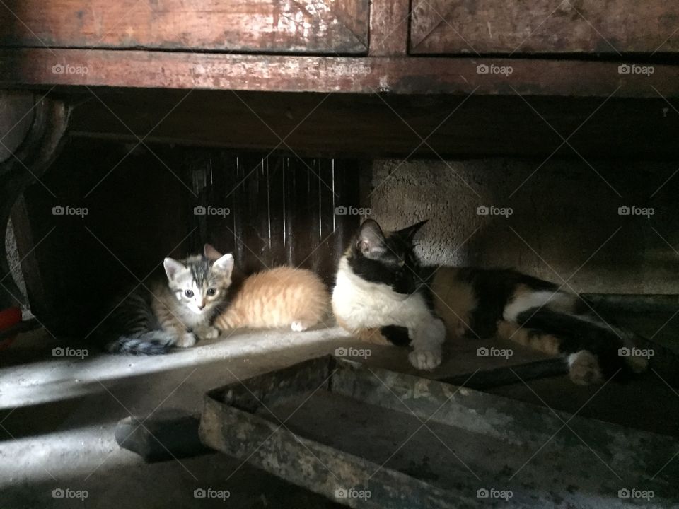 Farm Kittens