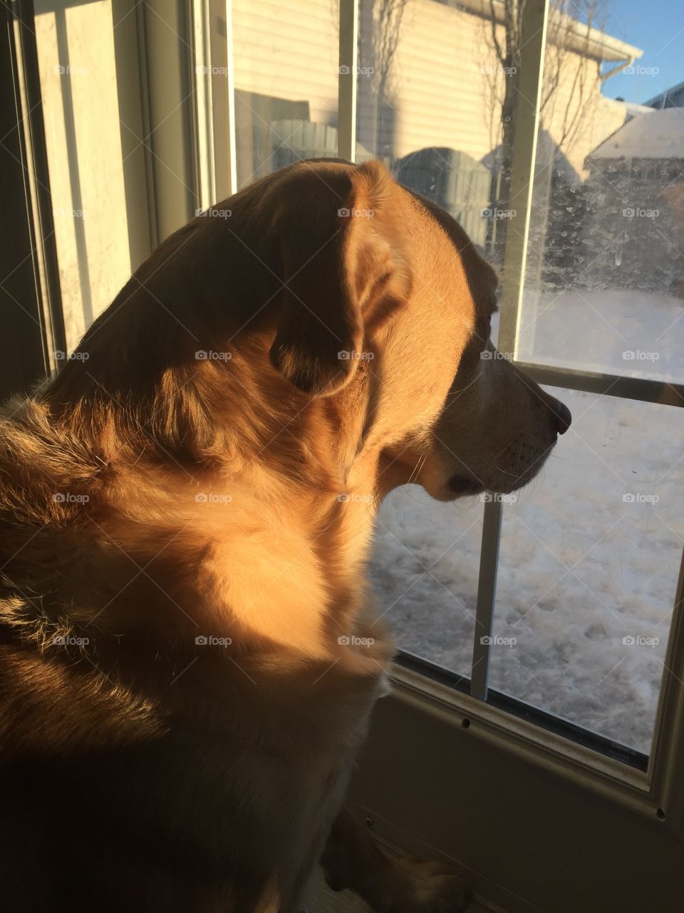 Furry dog catching the golden hour sunlight as he was sunbathing and watching a squirrel scavenge. 