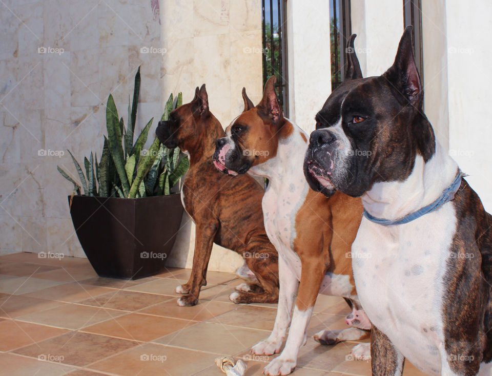 Three purebred Boxer Dogs