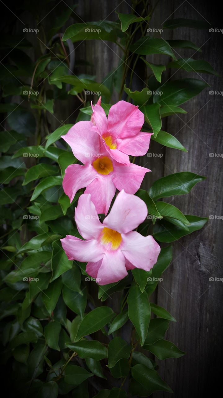 vine flowers