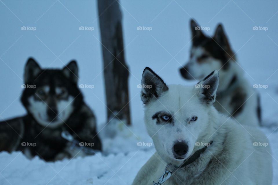 Close-up of huskies in the snow