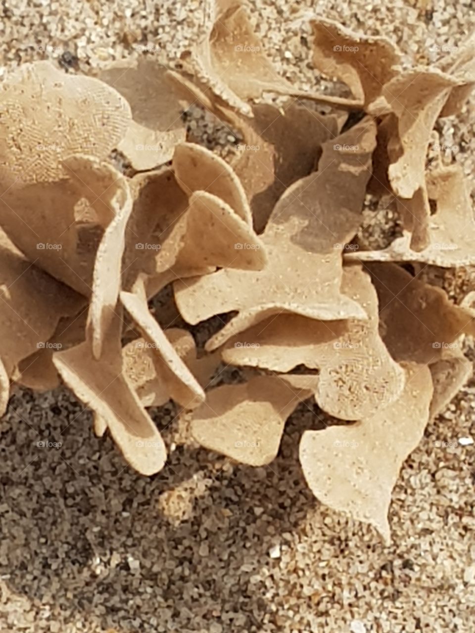 I planted the buff colored dried seaweed in the golden sand. In the sunshine the shadow of the leaves contrast against the lighter sand giving a 3d effect.