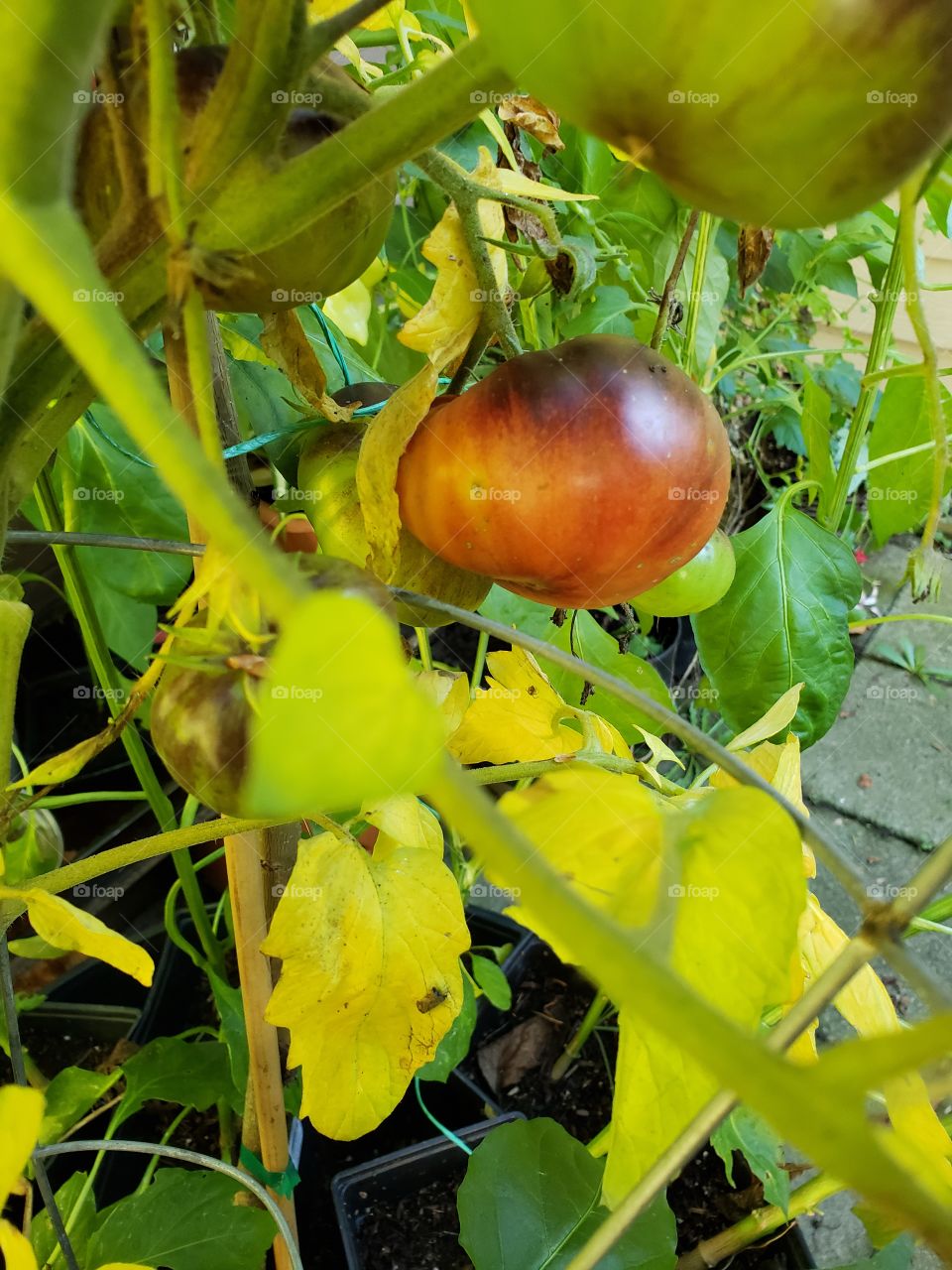 galaxy tomato