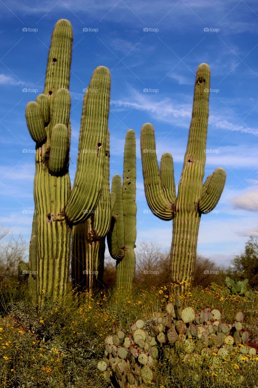 Saguaro Cactus at Sunset