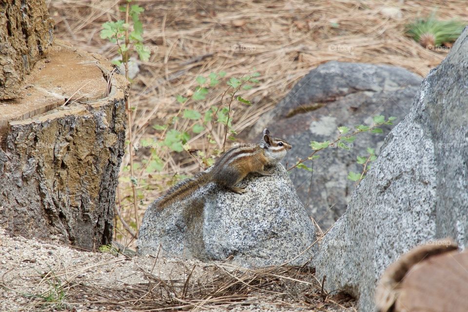 Sierra squirrel 