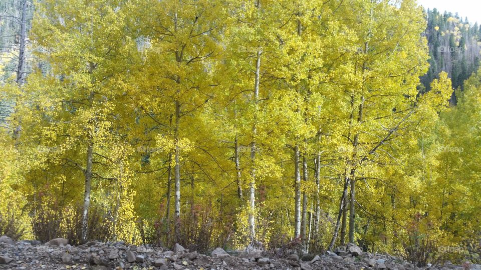 Aspen Trees in Fall
