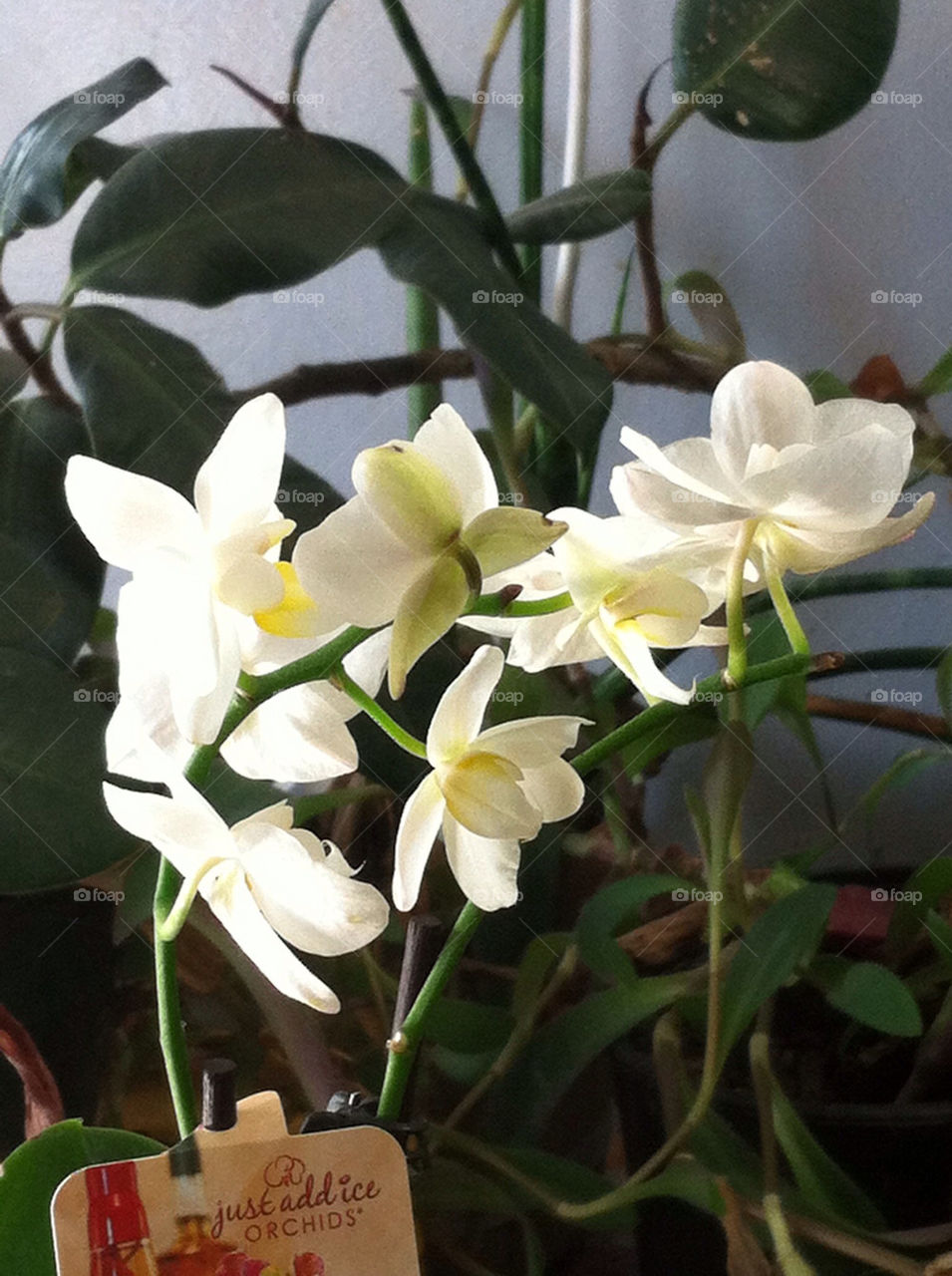 My Mother's Day Gift,      Beautiful Flowers from Beautiful Daughters!