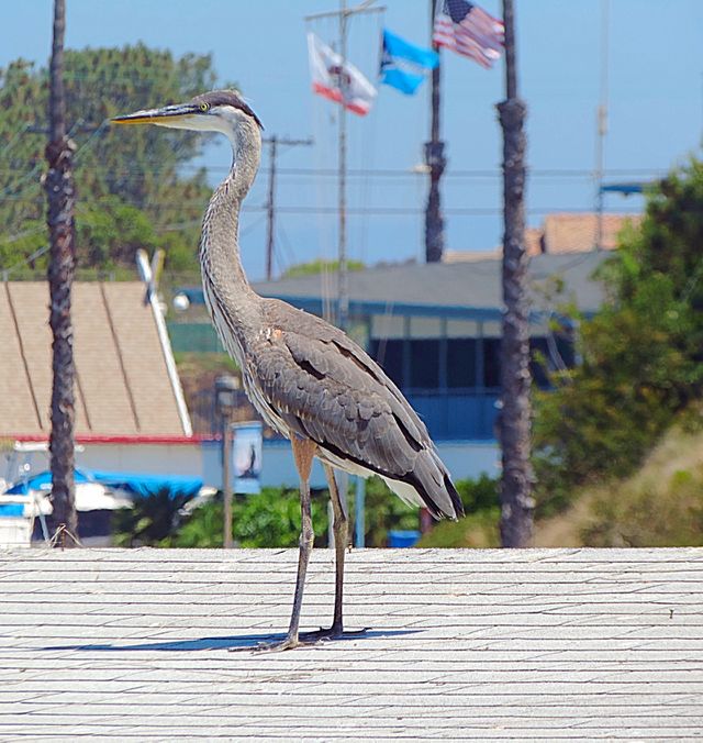 Great Blue Heron