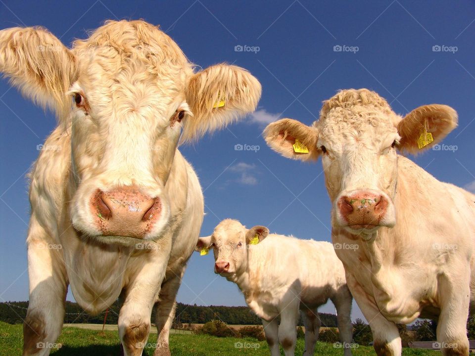 Great shot of some Cattle.  All proceeds go towards the conservation of endangered species.