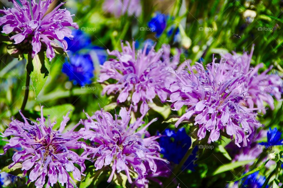 Lavender Bee Balm Blossoms 