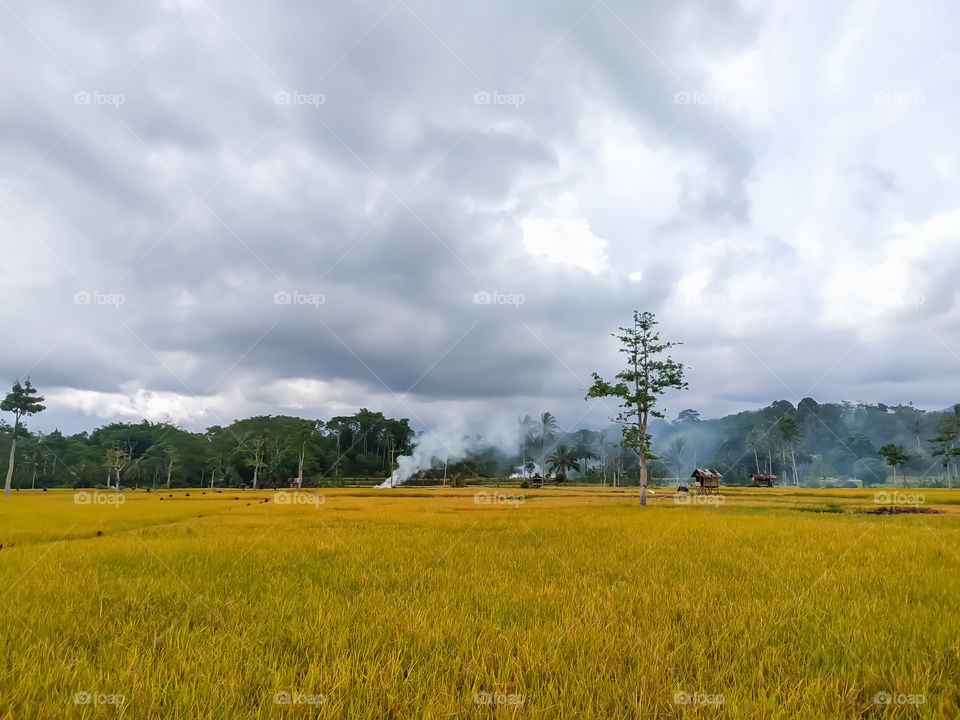 view on rice fields with yellowing rice trees