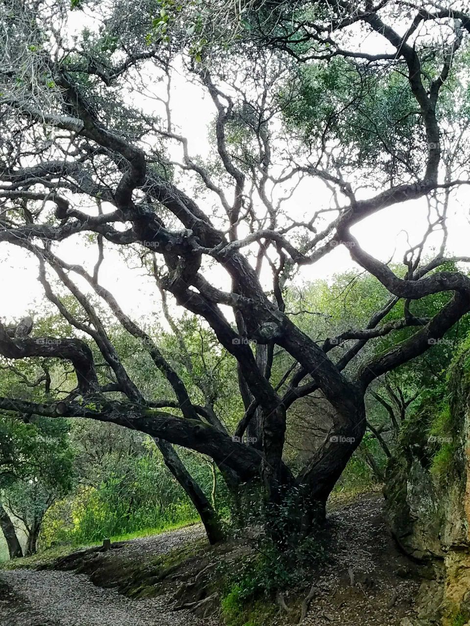 Trees in forest