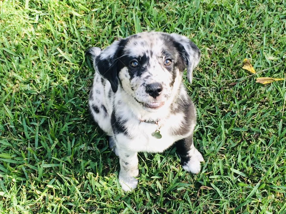 Adorable blue merle puppy in summer