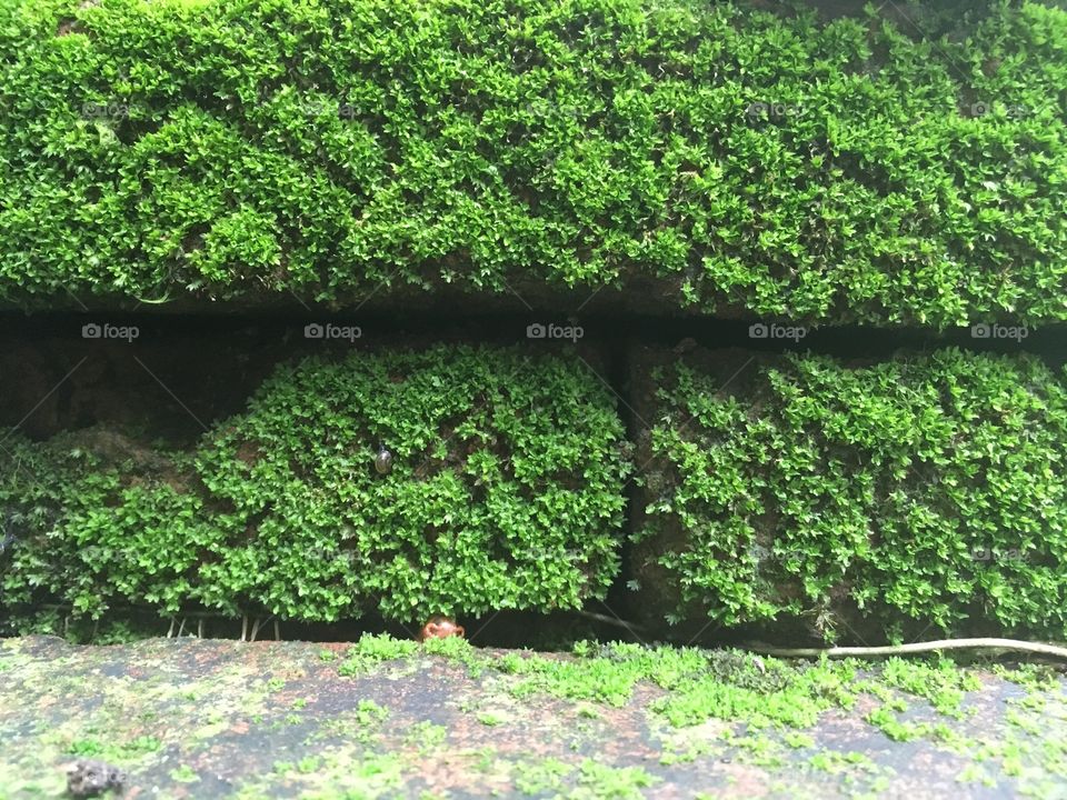 Green moss on brick