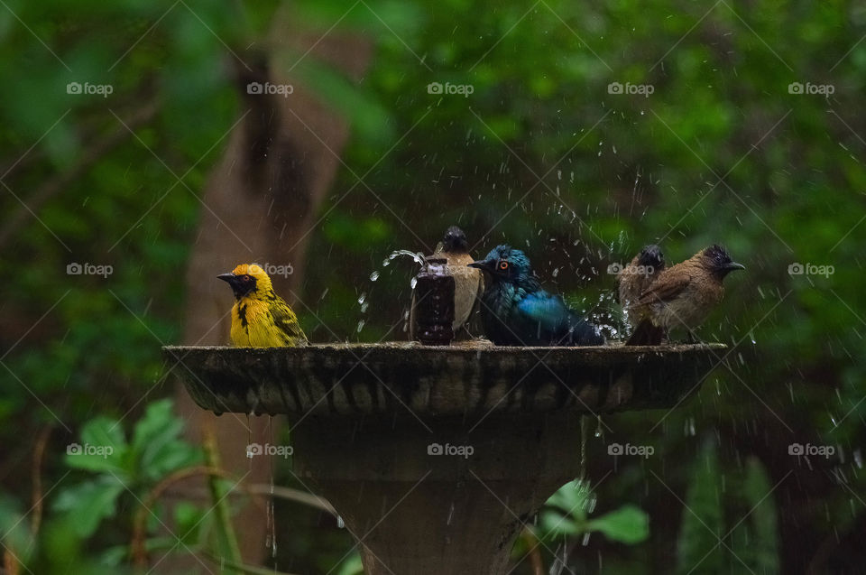 Bird Bath 2