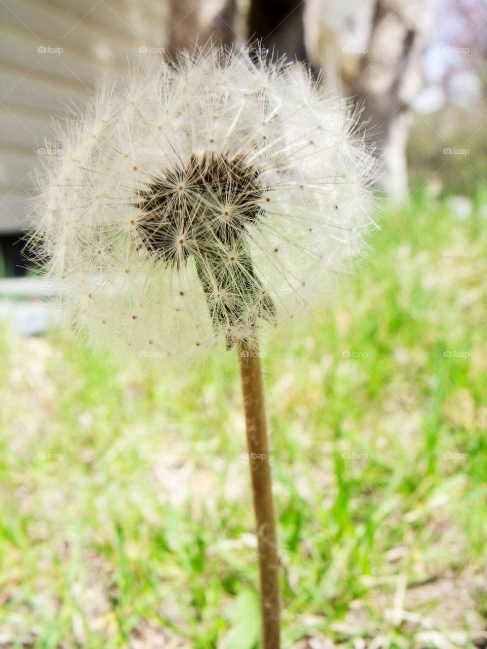 Dandelion