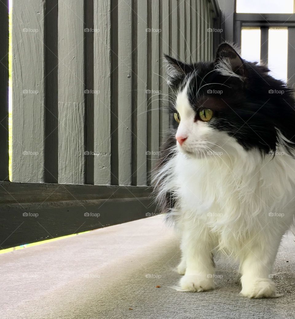 Tuxedo cat vivid color gold eyes porch