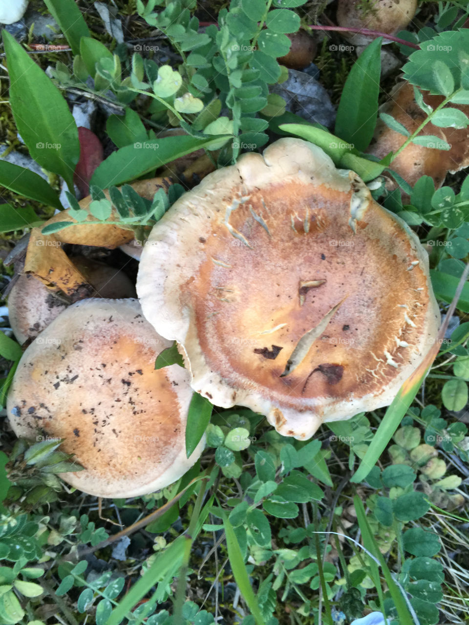 Pancake-shaped fungi growing by Lake Louise