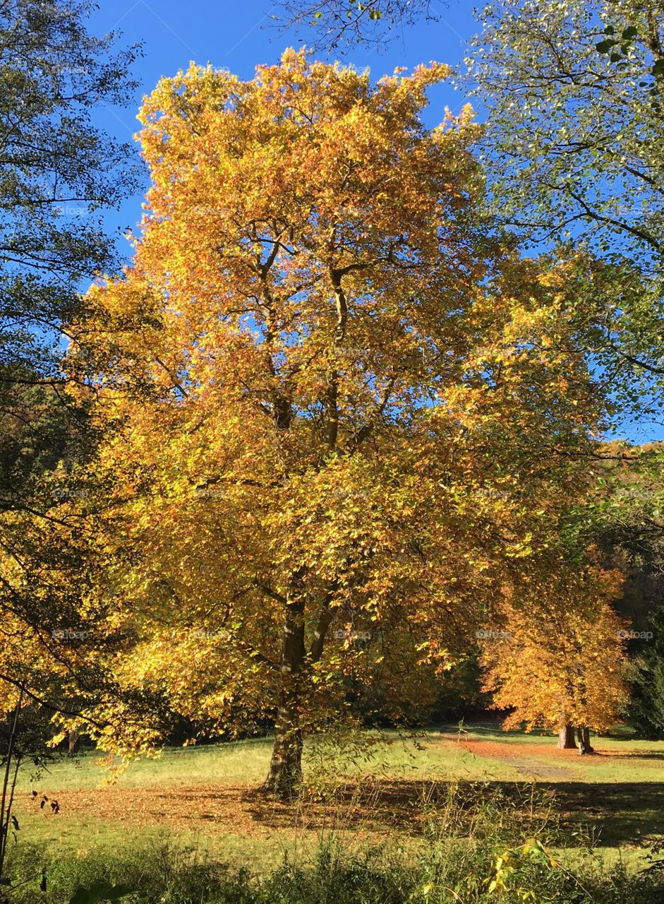 Golden Autumn Tree 