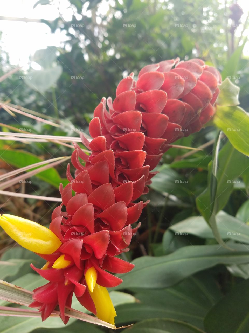 Planting Fields Arboretum State Park, Oyster Bay, NY - August 2017 - Taken on Android Phone - Galaxy S7 - Exploring the Grounds on a Lazy Sunday near the end of Summer