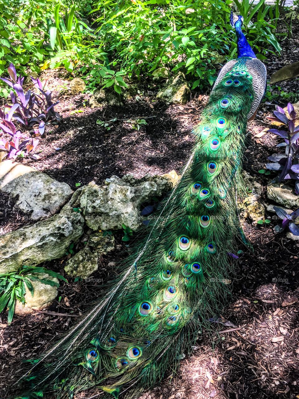 Peacock