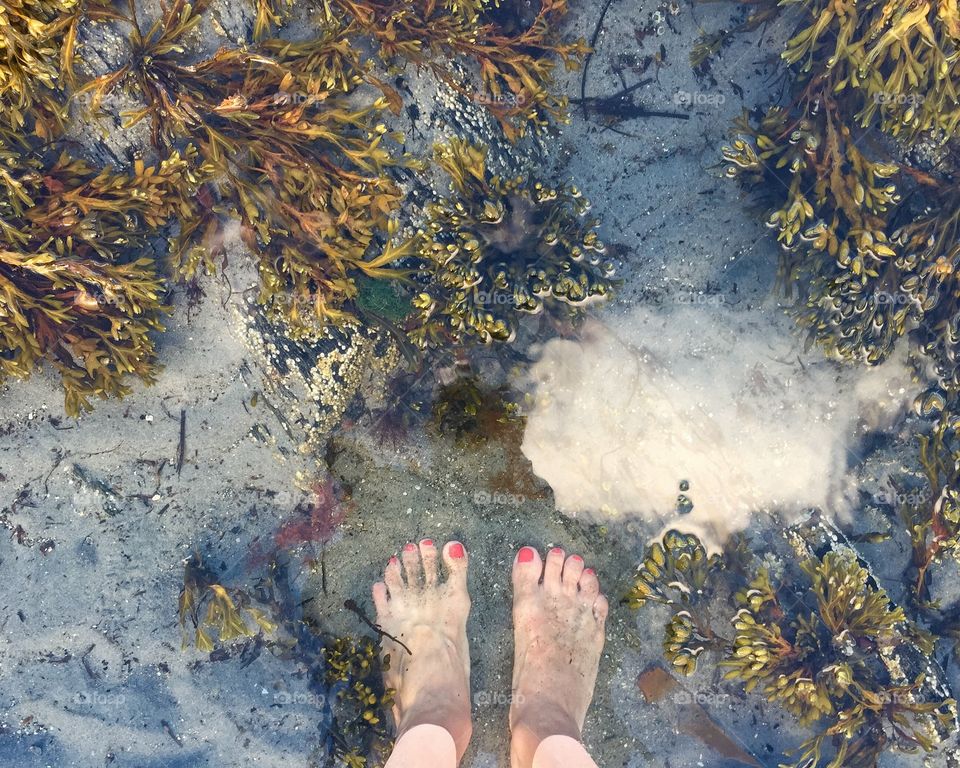 Exploring low tide at Willard Beach.