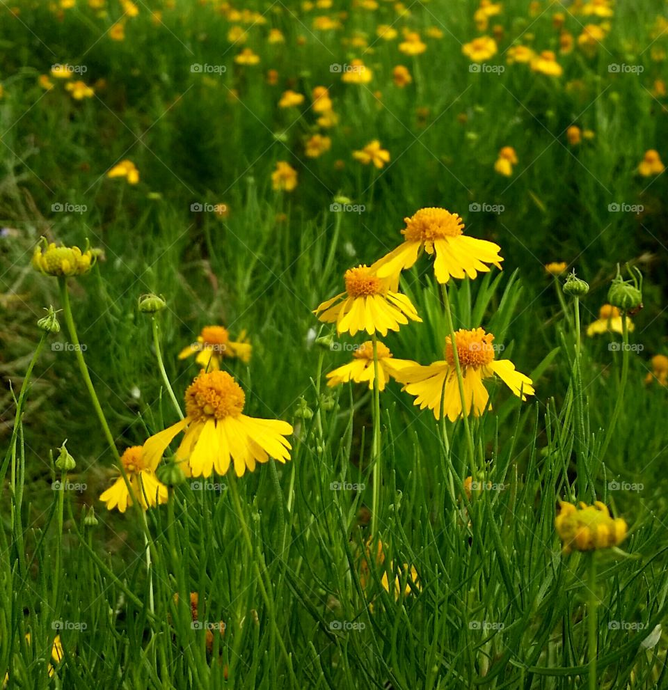 Wildflowers