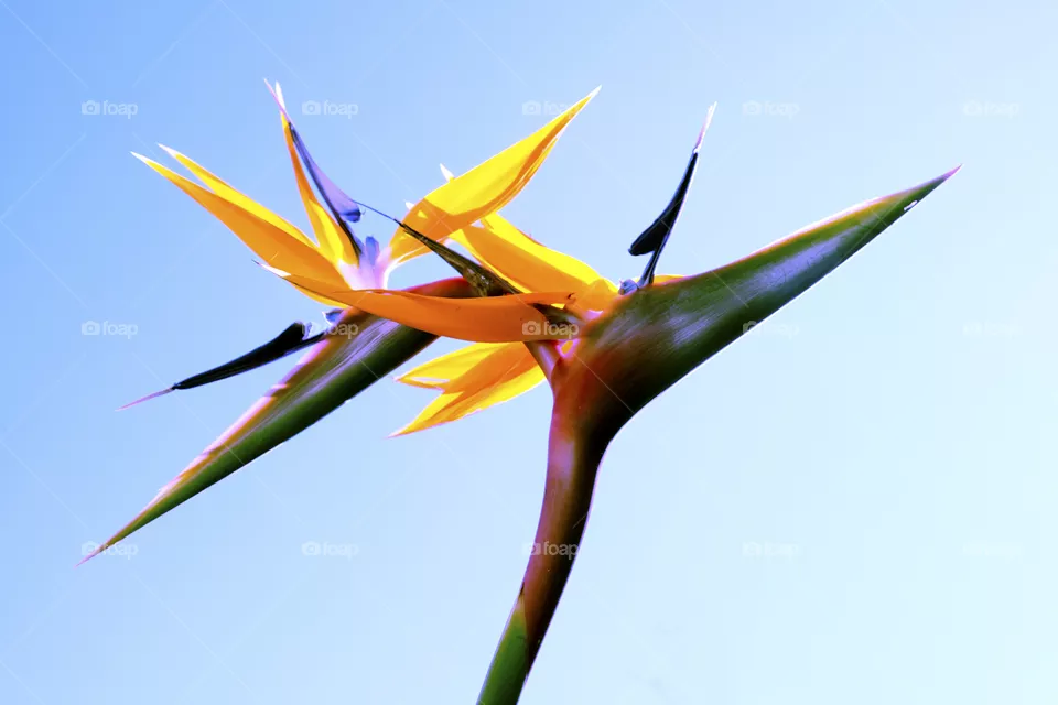 Bird of paradise