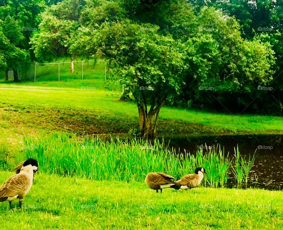 Geese by the pond