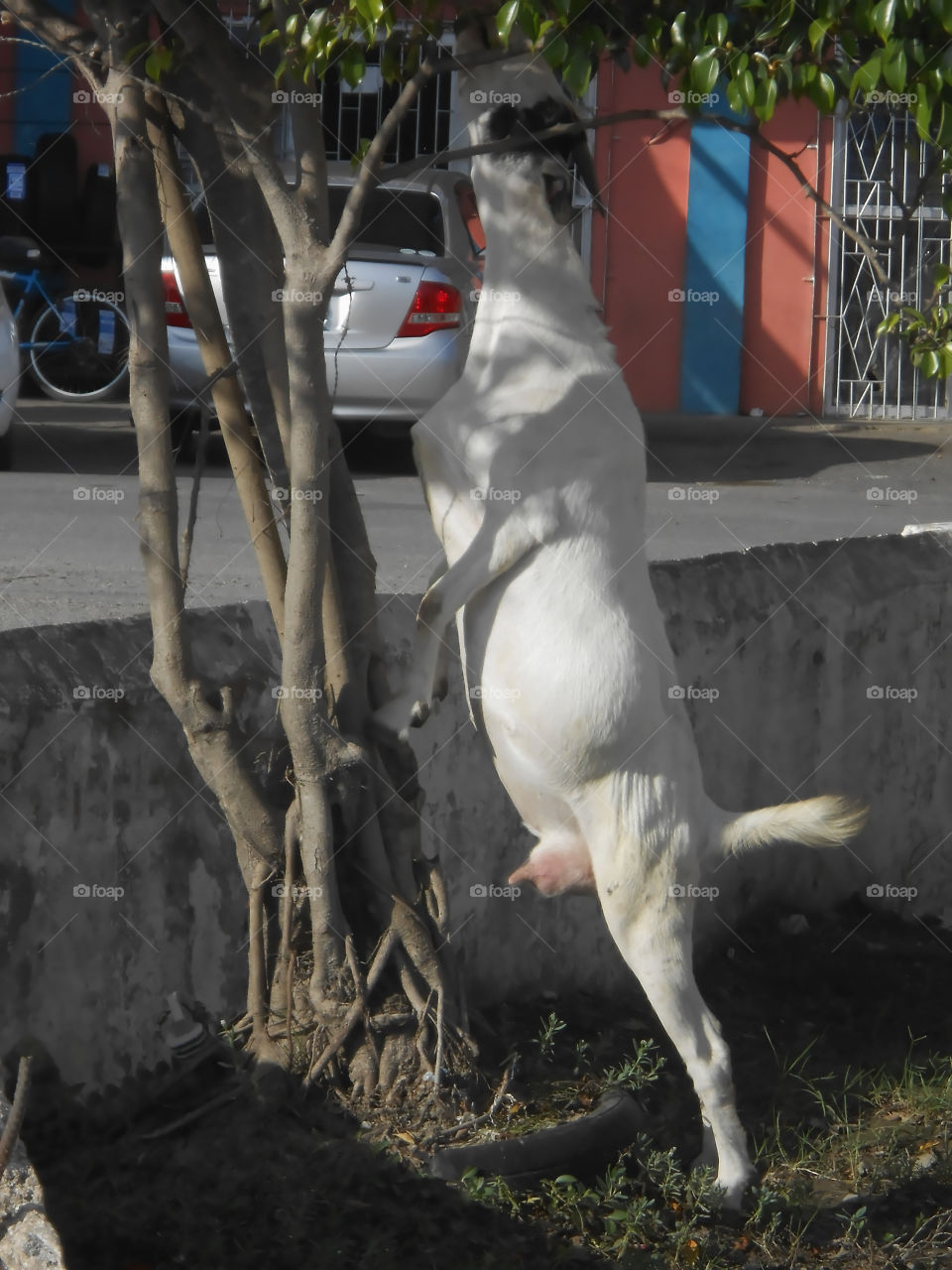 Ewe Stretching For Leaves