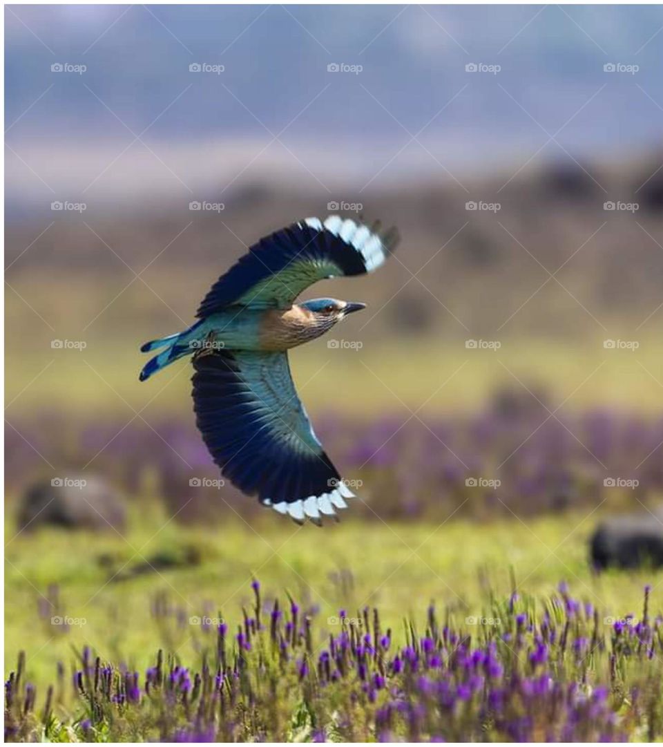 Bird Flying